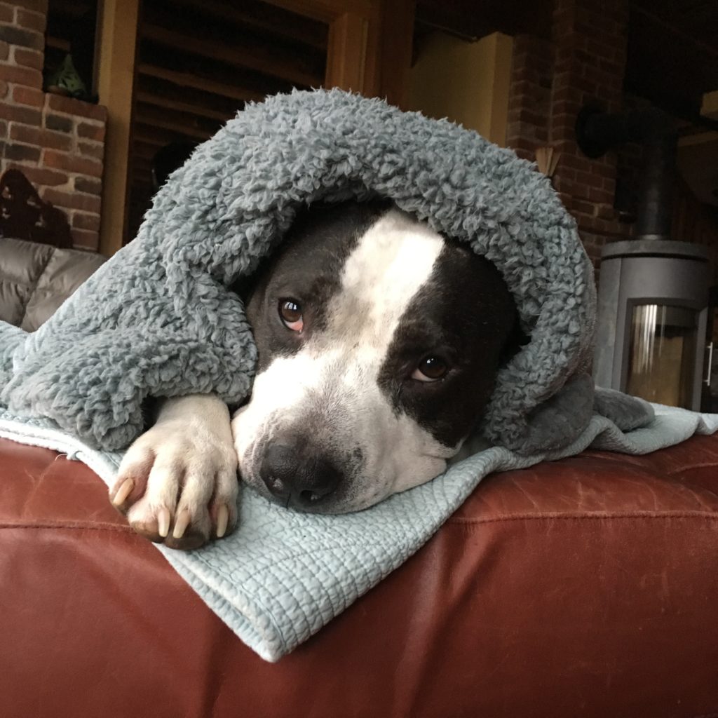 a pitbull under a blanket on a couch relaxing 